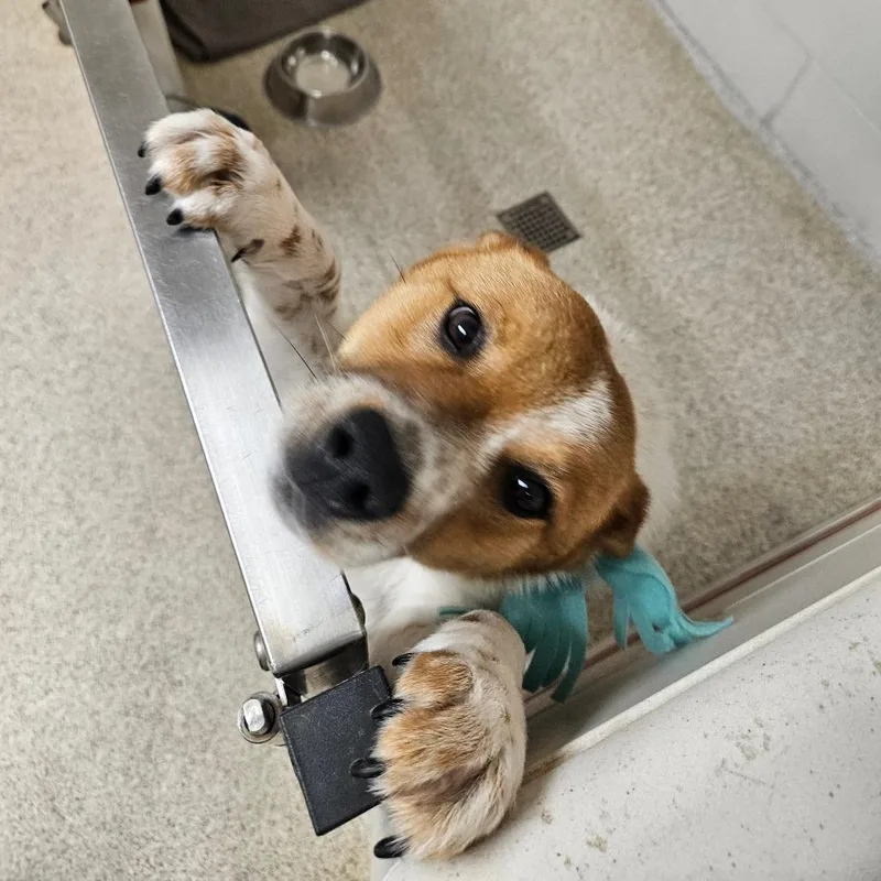 Cherry Blossom thumbnail 3