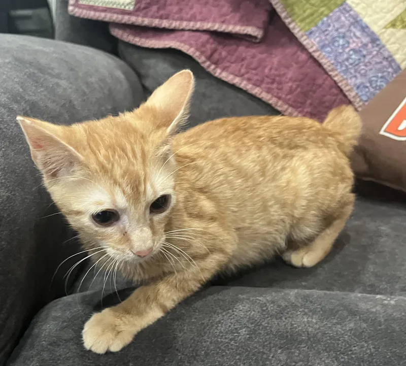 A baby medium-sized male Tiger cat named Elio for adoption in Lewis Center, OH