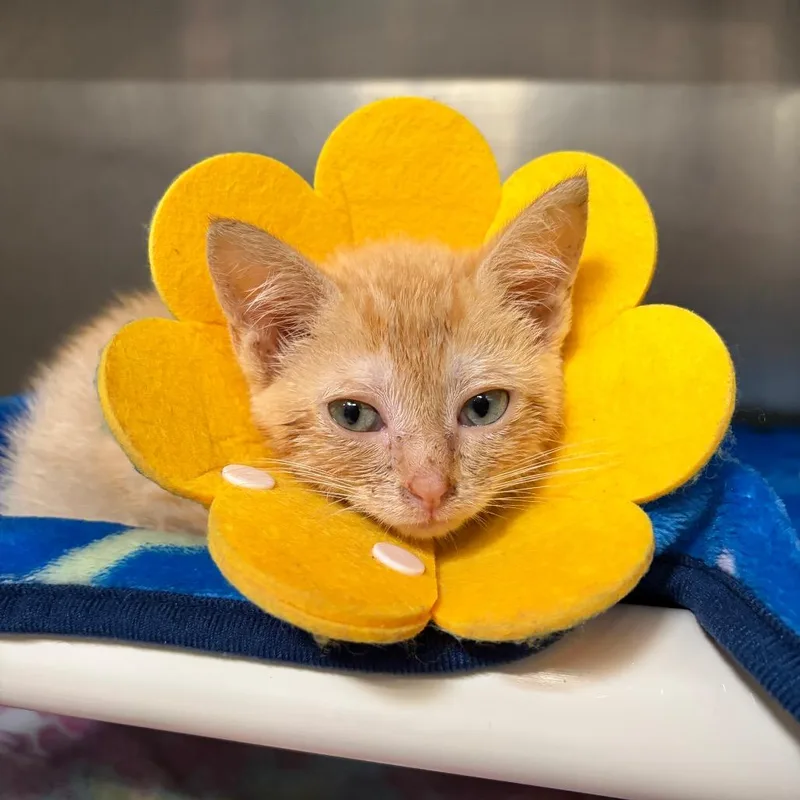 A baby small-sized female Orange / Red Domestic Short Hair cat named Grub for adoption in Mentor, OH