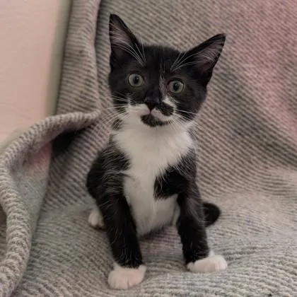 A baby medium-sized female Domestic Short Hair cat named Cronut for adoption in Savannah, GA