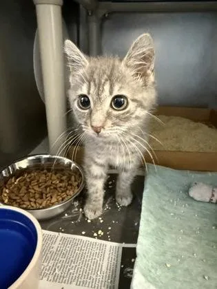 A baby small-sized female Domestic Short Hair cat named Jean Grey for adoption in Madison, NJ