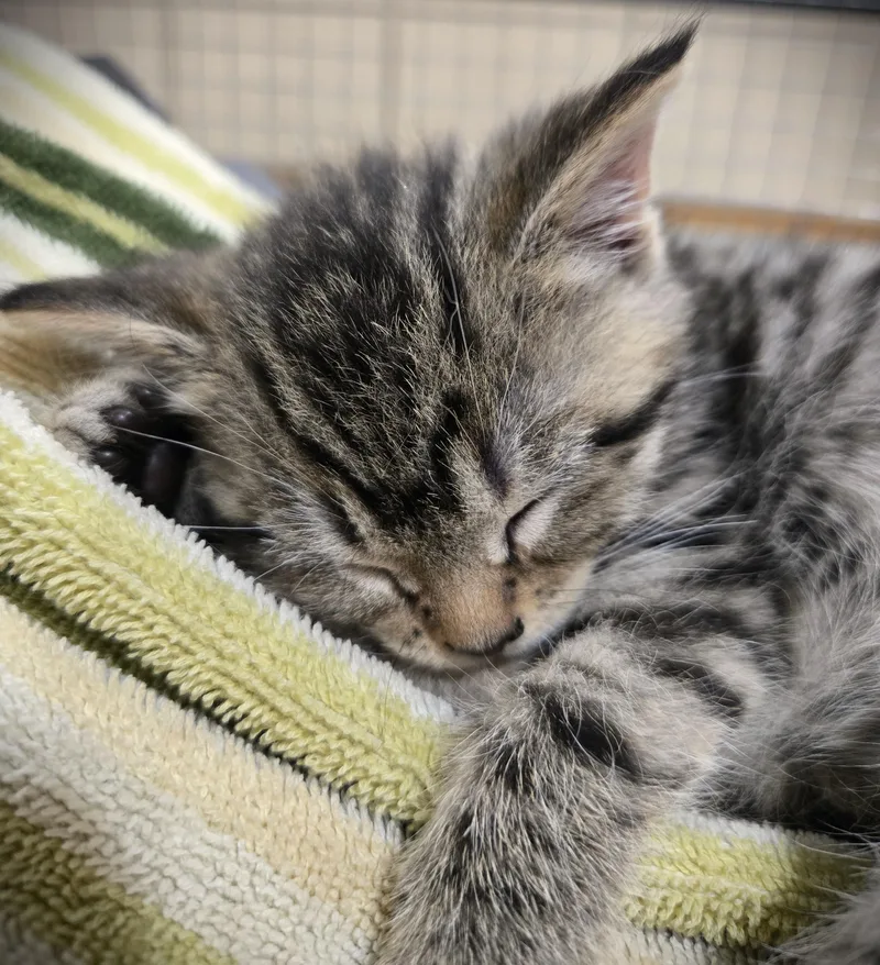 A baby small-sized female Tabby (Brown / Chocolate) Domestic Short Hair cat named Mo for adoption in Mankato, MN