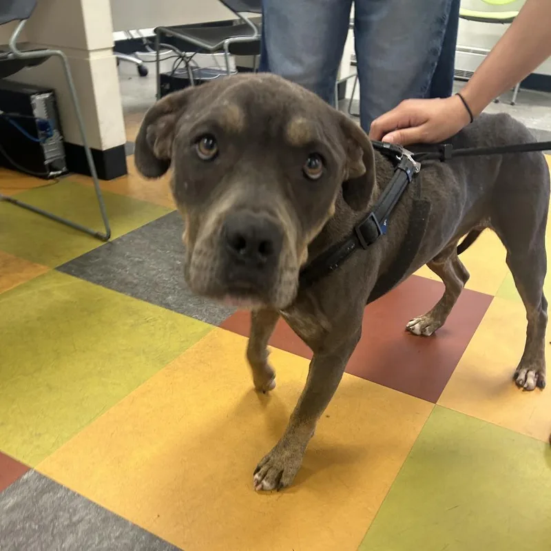 An adult large-sized male Brown / Chocolate Mixed Breed dog named Droo for adoption in Philadelphia, PA