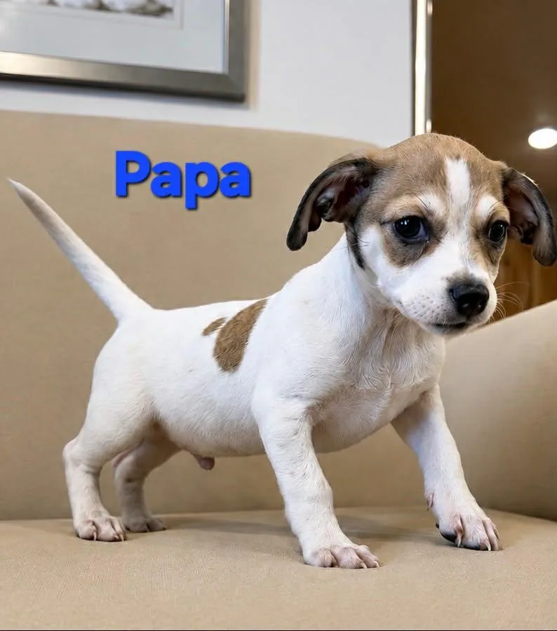 A baby small-sized male Jack Russell Terrier dog named Tiffany Pup Papa for adoption in Pompano Beach, FL