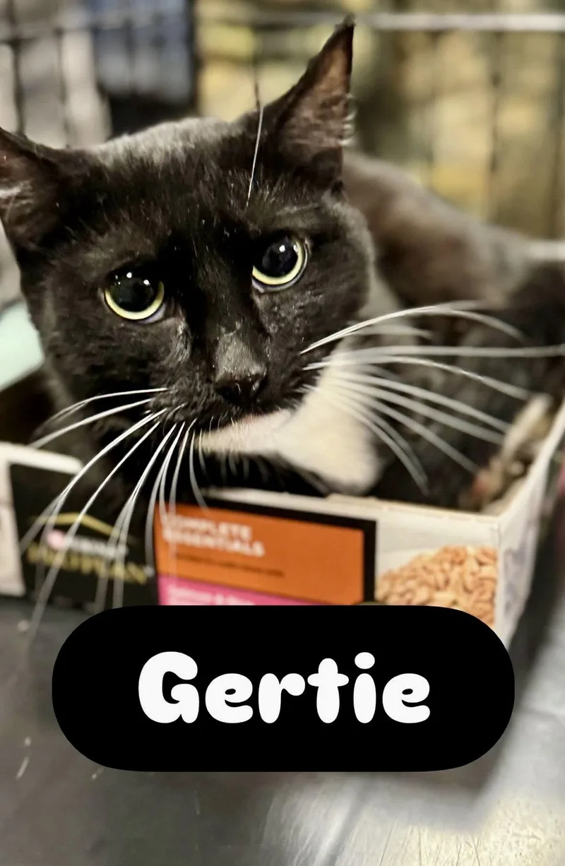 A young medium-sized female Black & White / Tuxedo Domestic Short Hair cat named Gertie for adoption in Brooklyn, NY