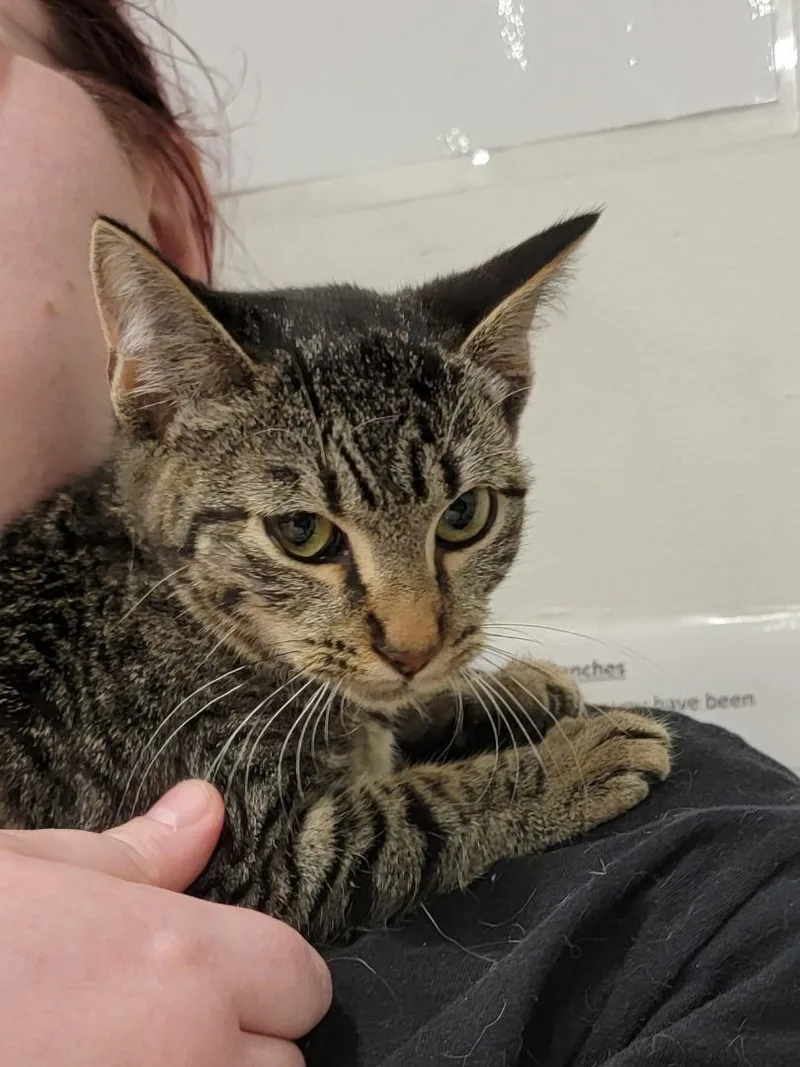 A young small-sized female Tabby cat named Tahoe for adoption in Houston, TX