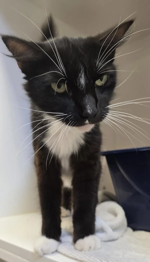 An adult medium-sized male Domestic Short Hair cat named Deluxe for adoption in San Diego, CA