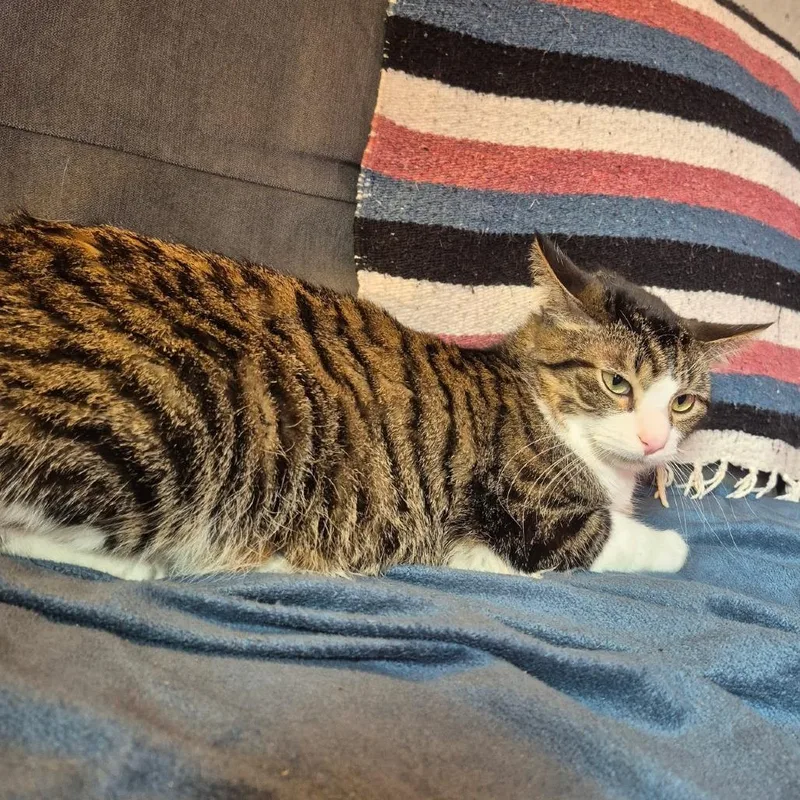 A young small-sized male Brown / Chocolate Domestic Short Hair cat named Taz C for adoption in Princeton, MN