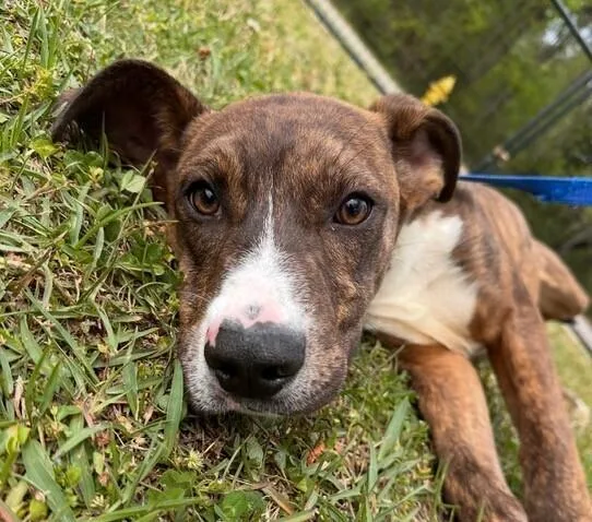 A baby medium-sized male Plott Hound dog named Pup Bittie for adoption in Washington, DC