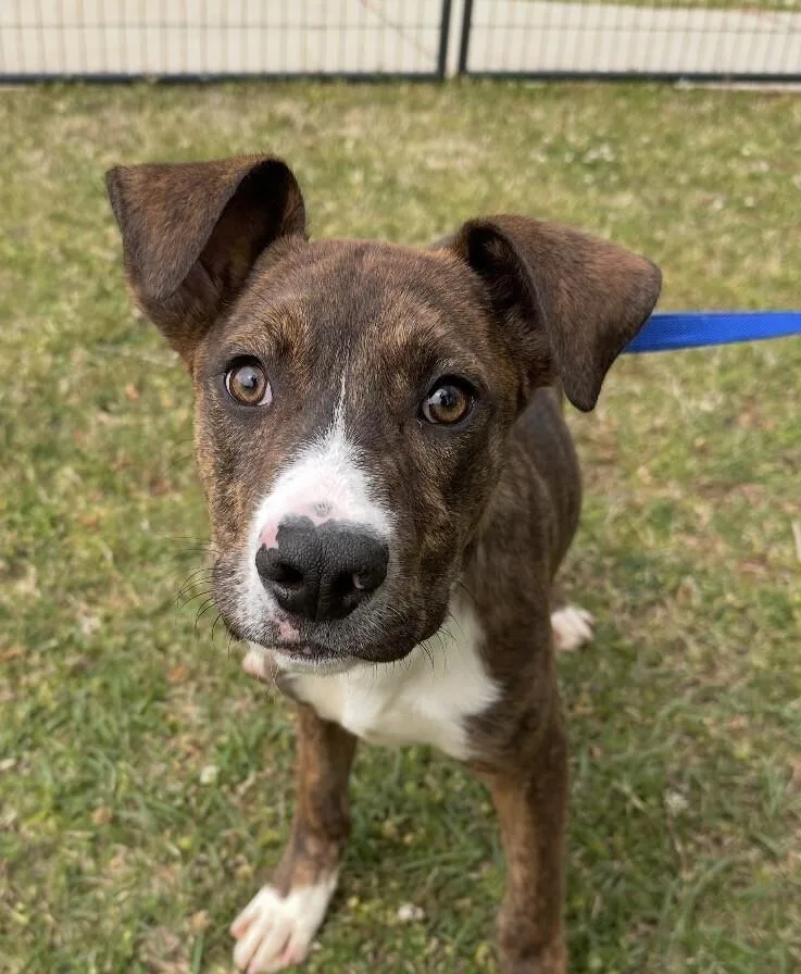 Pup Bittie thumbnail 2