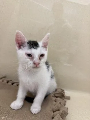 A baby small-sized male Domestic Short Hair cat named Lou for adoption in Pequot Lakes, MN