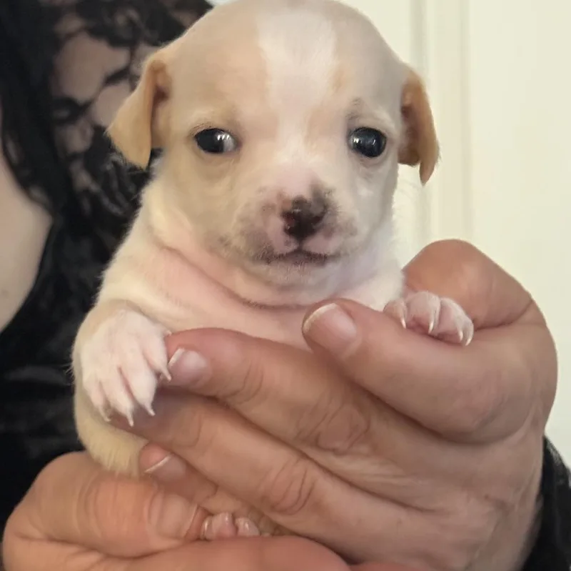 A baby small-sized male Yellow / Tan / Blond / Fawn Chihuahua dog named Charlie Bear for adoption in Santa Maria, CA
