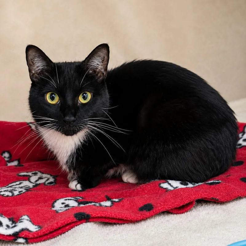 An adult small-sized female Black Domestic Short Hair cat named Mittens for adoption in Hopkinton, MA