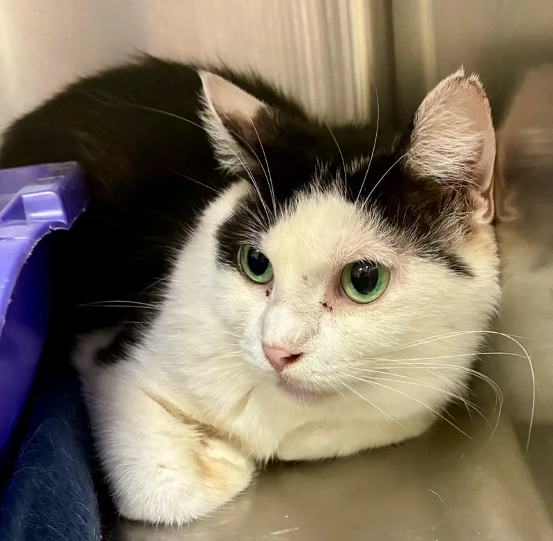 An adult medium-sized female Domestic Medium Hair cat named Holstein for adoption in Greeneville, TN