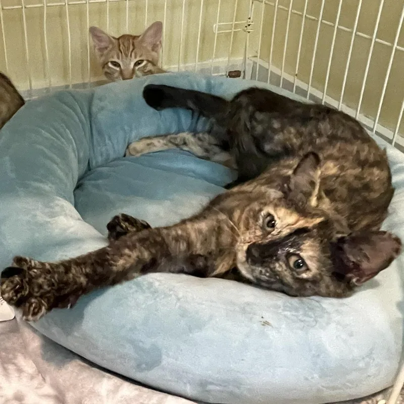 A baby small-sized female Domestic Short Hair cat named Kokoa for adoption in Wells, ME