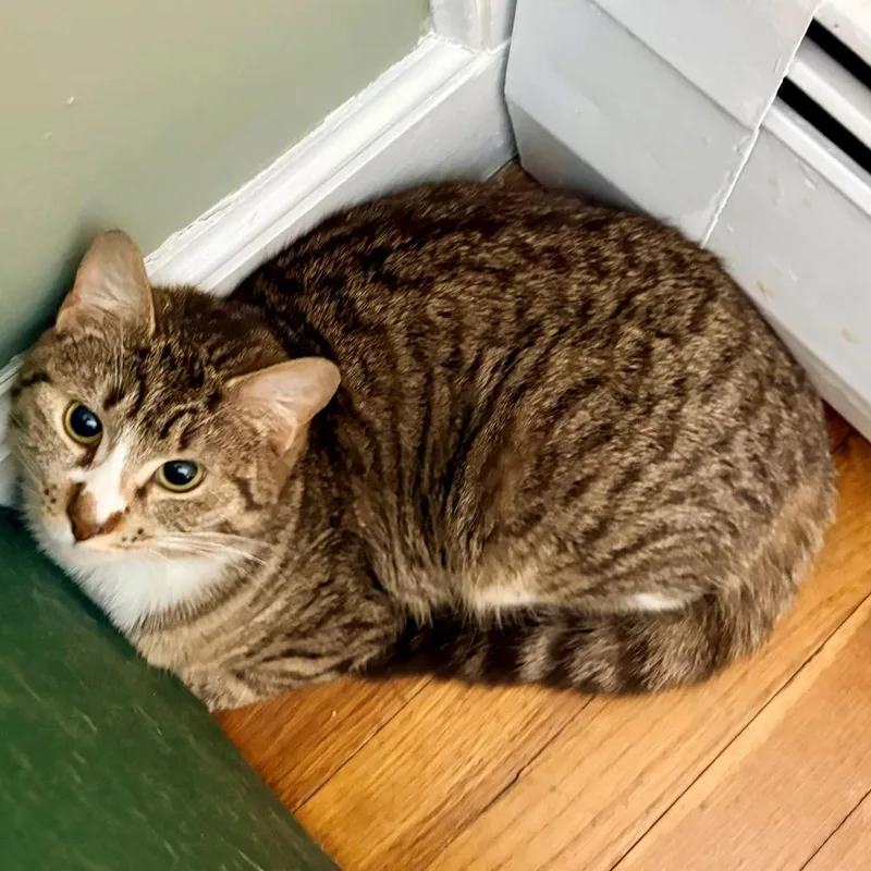 A young medium-sized female Orange / Red Domestic Short Hair cat named Courtney for adoption in Wakefield, MA