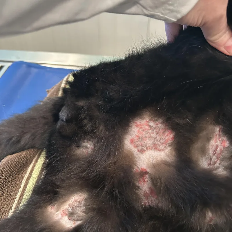 Lloyd Dobler thumbnail 4