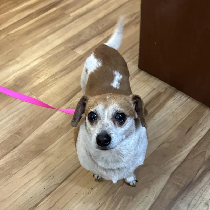 A baby small-sized female Yellow / Tan / Blond / Fawn Mixed Breed dog named Strayplease Call To Claim for adoption in Priest River, ID