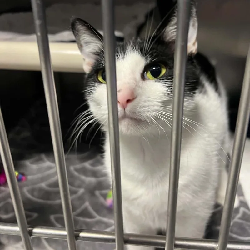 A young small-sized female White Domestic Short Hair cat named Kiera for adoption in Hampton Bays, NY