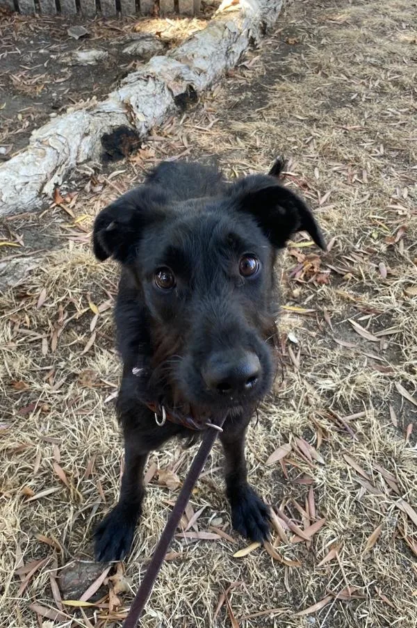 A young large-sized male Terrier dog named Rocko Baby for adoption in San Diego, CA
