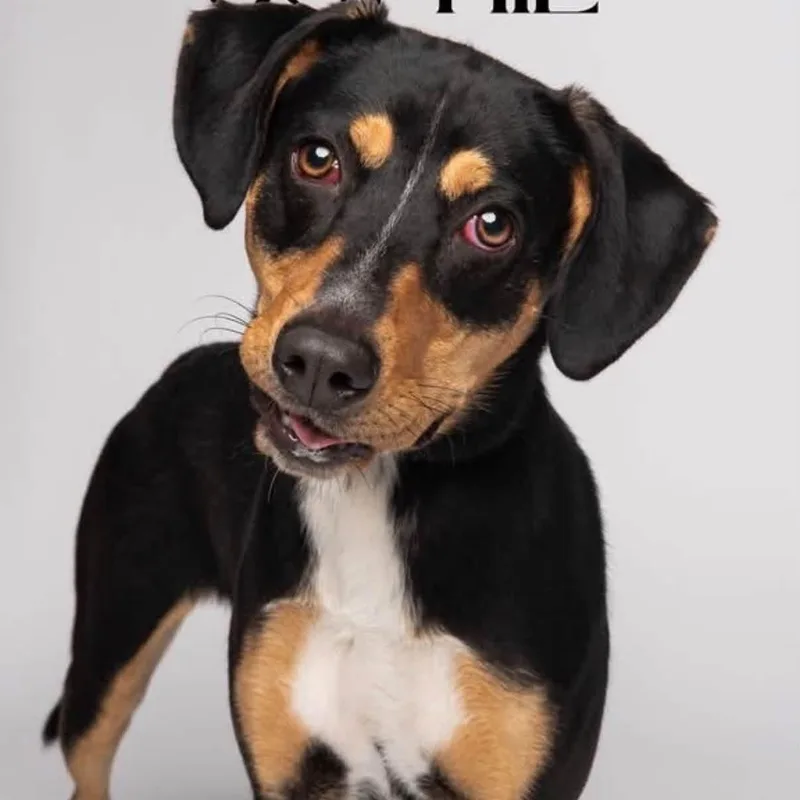 A young medium-sized female Tricolor (Brown, Black, & White) Black and Tan Coonhound dog named Sophie for adoption in Lemont, IL