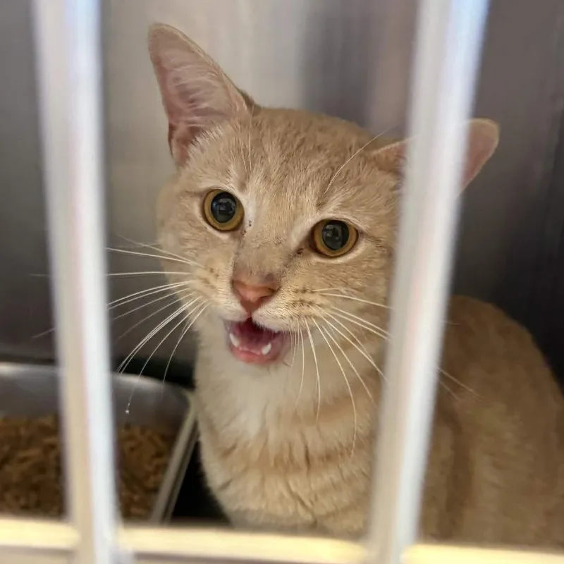 An adult small-sized male Orange / Red Domestic Short Hair cat named Crab Rangoon for adoption in Gloucester, VA