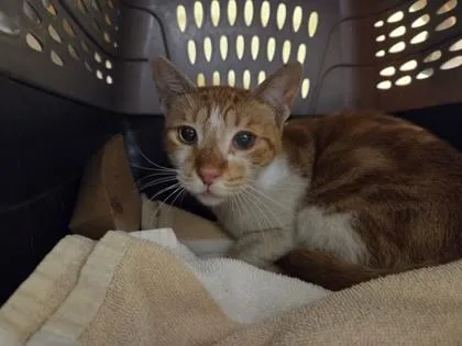 A senior small-sized female Domestic Short Hair cat named Furrari for adoption in Honolulu, HI