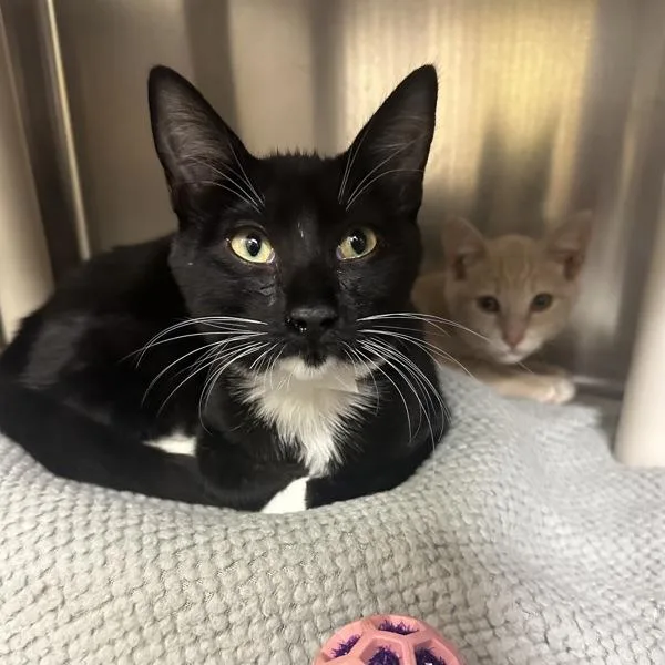 A baby small-sized female Domestic Short Hair cat named Scot Grey for adoption in Walnut Creek, CA