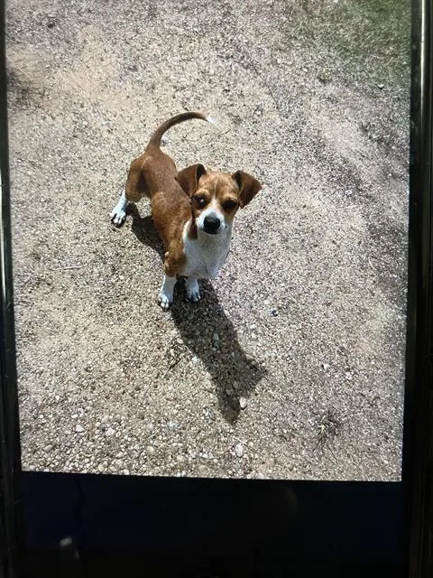 An adult small-sized male Mixed Breed dog named Angus for adoption in Dallas, TX