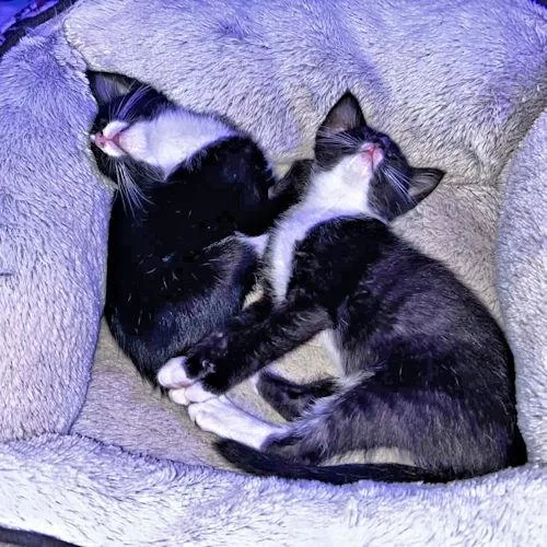 A baby medium-sized male Tuxedo cat named FigaroNightbloom for adoption in Rutherfordton, NC