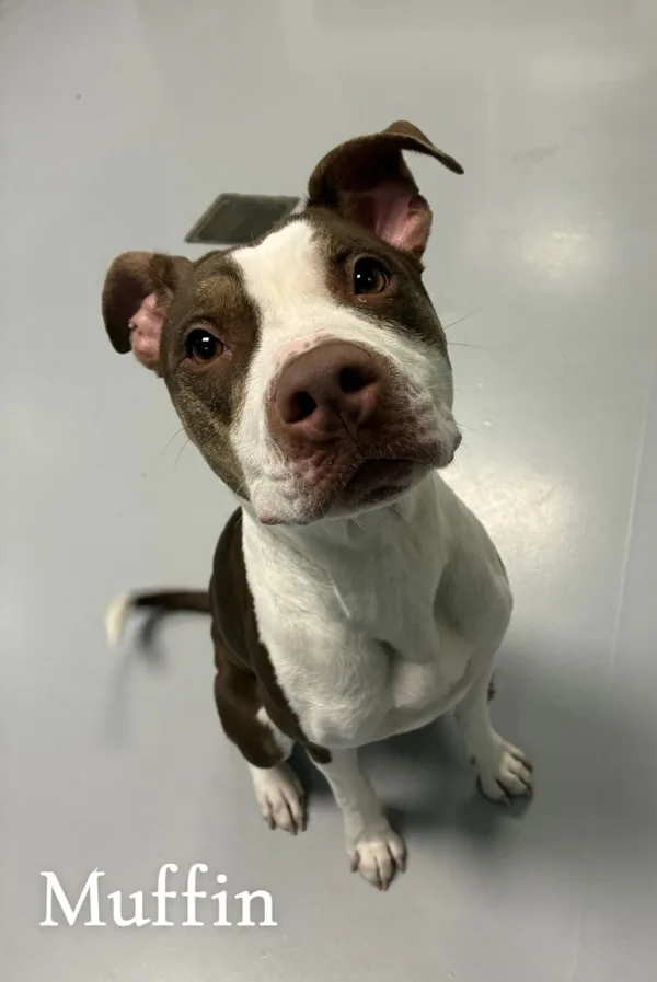 An adult medium-sized female Pit Bull Terrier dog named Muffin for adoption in Topeka, KS