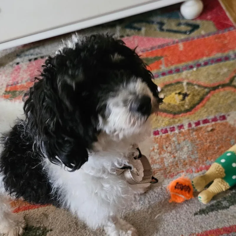 Milo
