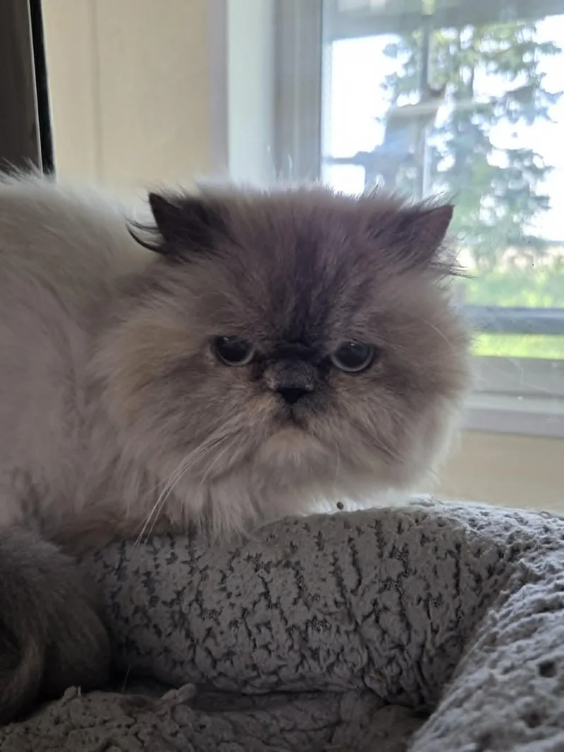 An adult medium-sized female Persian cat named Ellie for adoption in Austin, MN