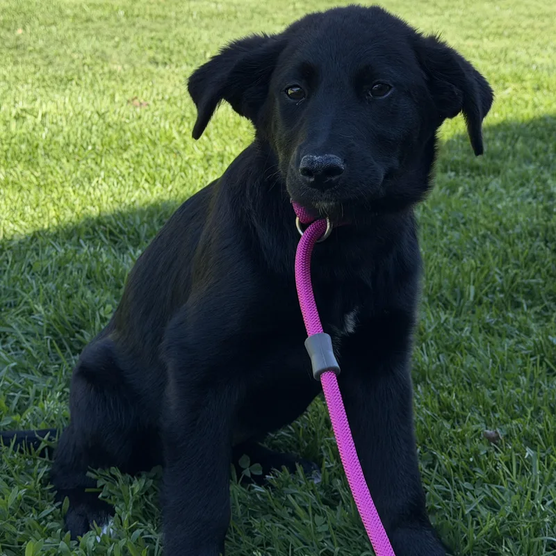 A baby large-sized female Black Labrador Retriever dog named Francesca for adoption in Jeffersonville, IN