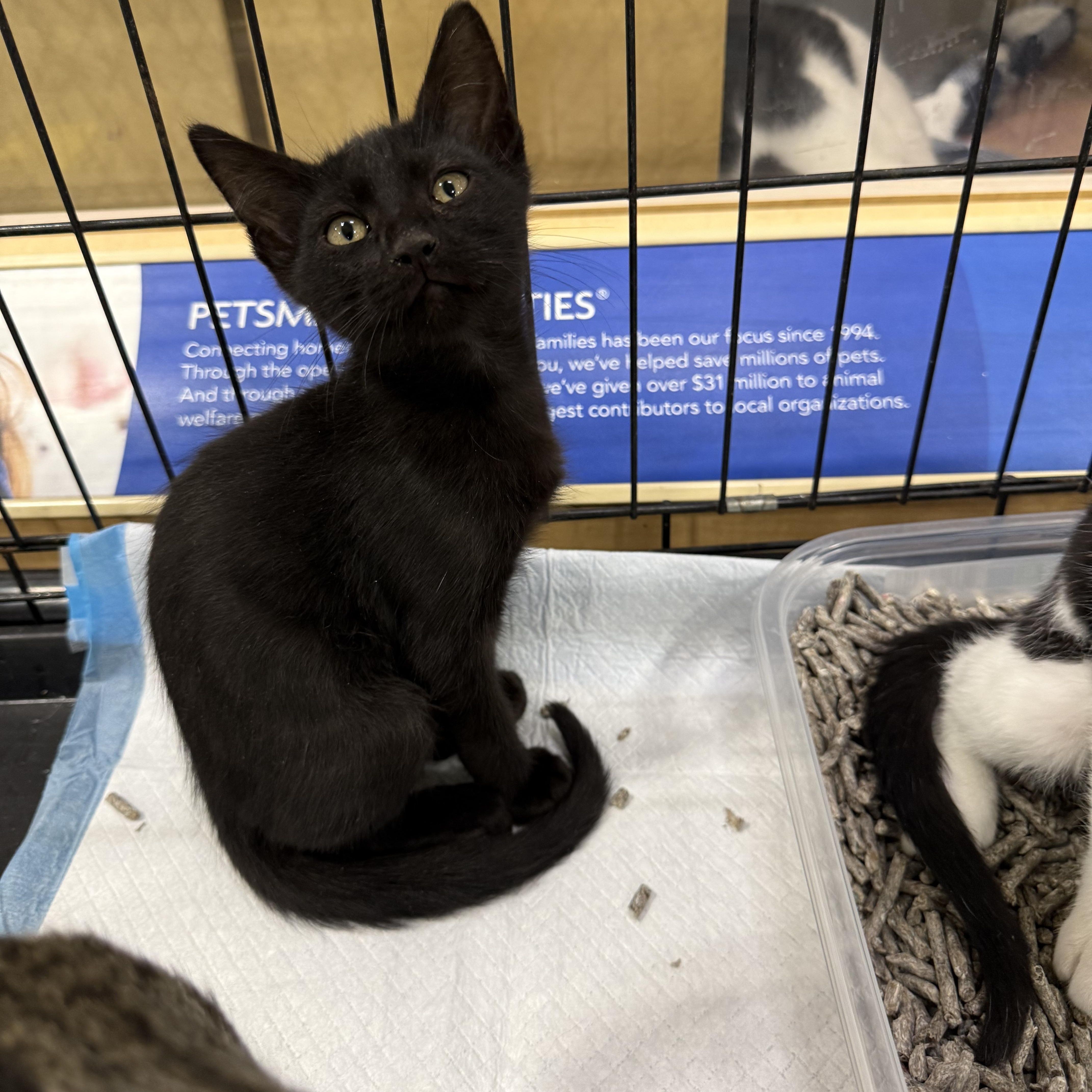 A baby medium-sized male Black Bombay cat named Tunie for adoption in Fresno, CA
