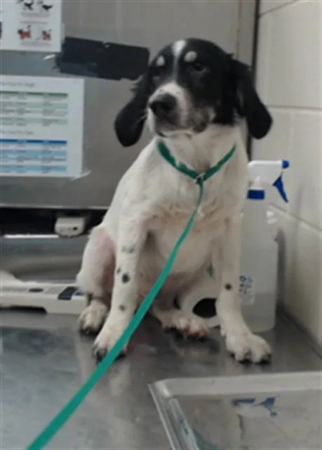 A young small-sized male Great Pyrenees dog named Meesh for adoption in Fayetteville, NC