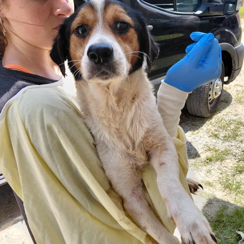 An adult medium-sized male Black Mixed Breed dog named Todoro for adoption in LOXAHATCHEE, FL