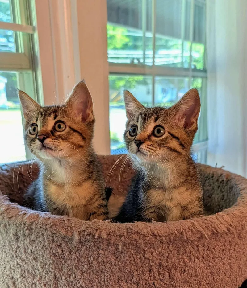 A baby medium-sized male Tabby (Buff / Tan / Fawn) Domestic Short Hair cat named Bug & Cricket for adoption in East Lansing, MI