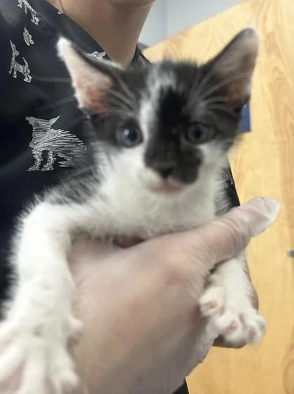 A baby small-sized male Domestic Short Hair cat named Elvis for adoption in Fairhope, AL