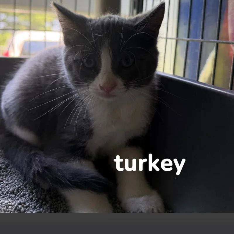 A baby small-sized male Gray / Blue / Silver Domestic Short Hair cat named Turkey for adoption in Hanna City, IL