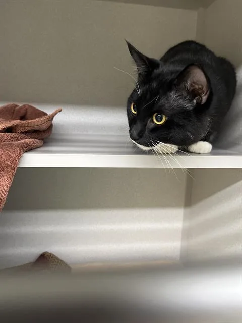 An adult small-sized male Domestic Short Hair cat named Oreo for adoption in Omaha, NE