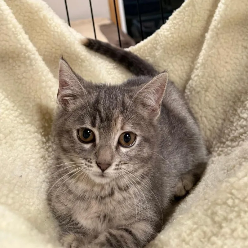 A baby medium-sized female Tabby (Gray / Blue / Silver) Domestic Short Hair cat named Dandelion for adoption in Sioux City, IA