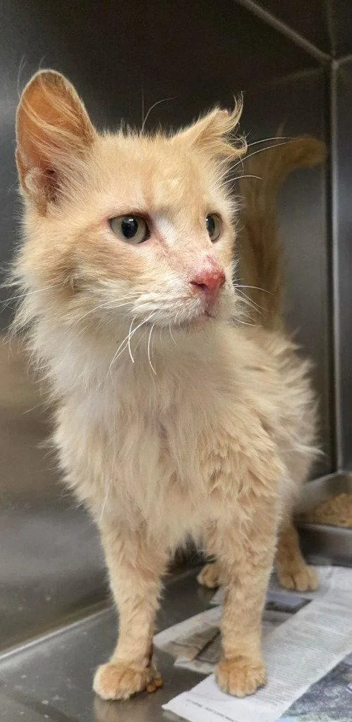 An adult large-sized male Domestic Long Hair cat named CA Steve for adoption in Glen Allen, VA