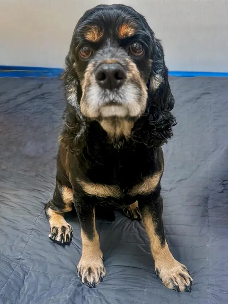 An adult small-sized male Tricolor (Brown, Black, & White) Cocker Spaniel dog named Nico for adoption in South San Francisco, CA