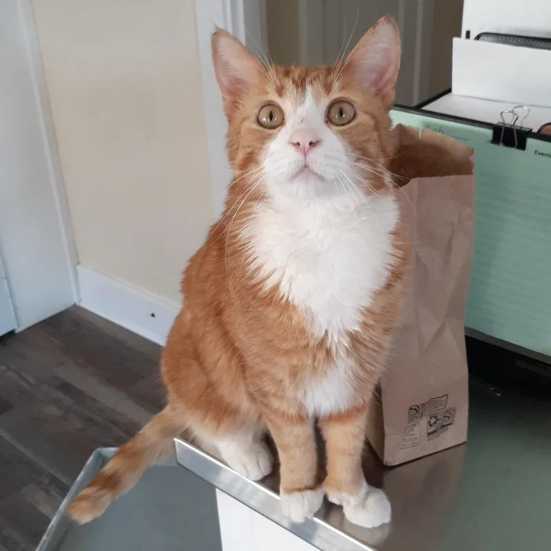 A young medium-sized male Orange / Red Domestic Short Hair cat named Boone for adoption in Pittsburgh, PA