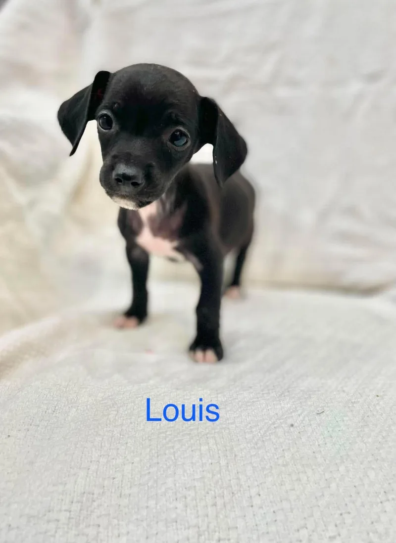 A baby medium-sized male Black Chiweenie dog named Louis for adoption in Madisonville, LA