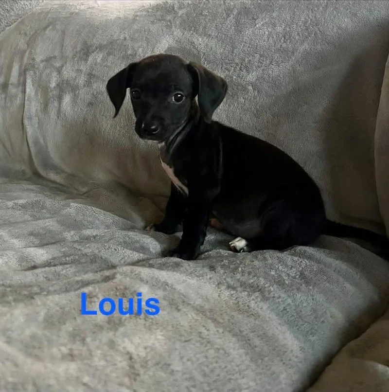 Louis thumbnail 2