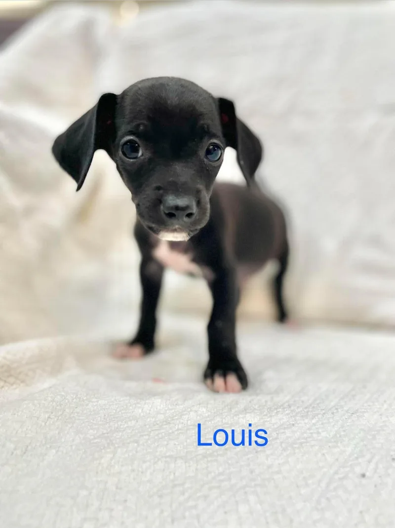 Louis thumbnail 3