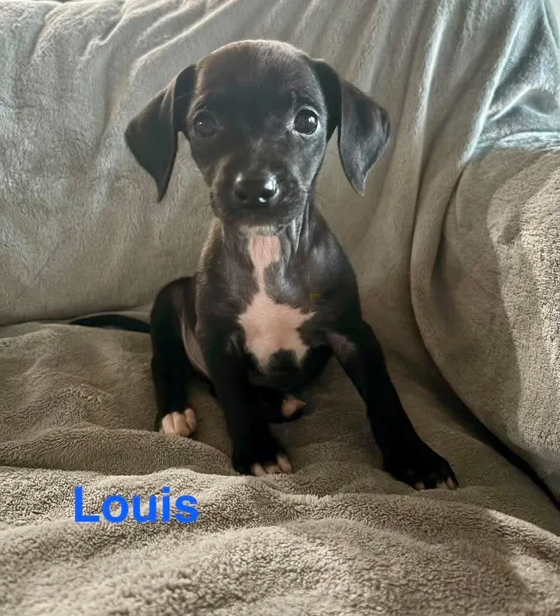 Louis thumbnail 4