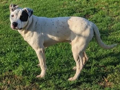 A young medium-sized male White / Cream American Bulldog dog named Pete for adoption in Jackson, GA